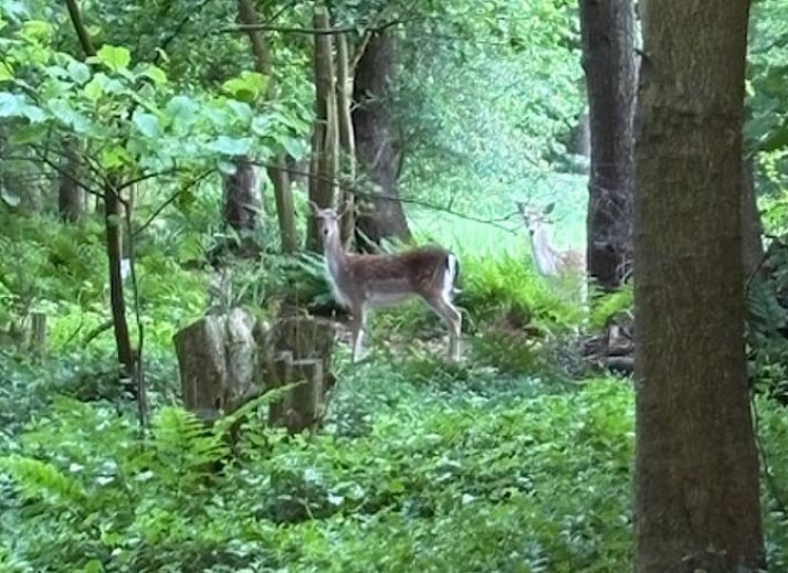 Stilvolle Einrichtung des Ferienhauses in Makkinga mit viel natuerlichem Licht in Friesland.