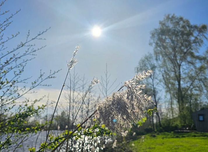 Guest house 260311 - Holiday property Het Friese platteland - Huisje in Westergeest