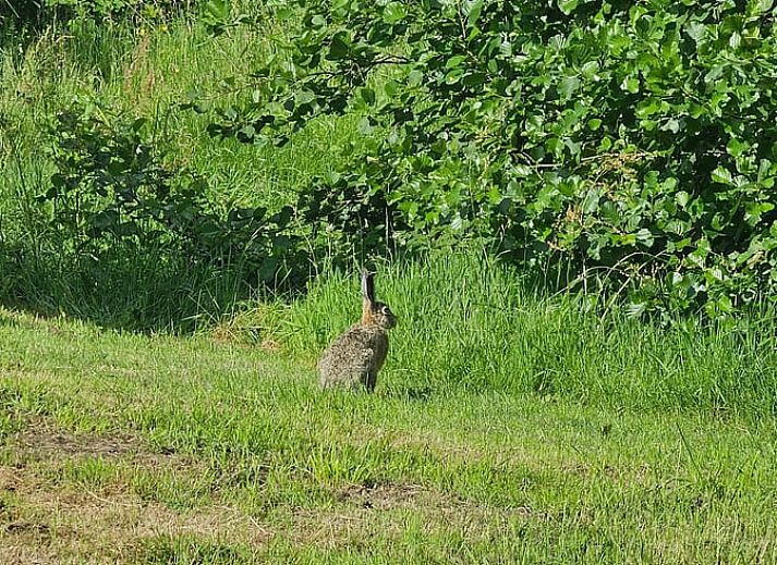 Unterkunft 260313 - Ferienhaus Het Friese platteland - Huisje in Westergeest