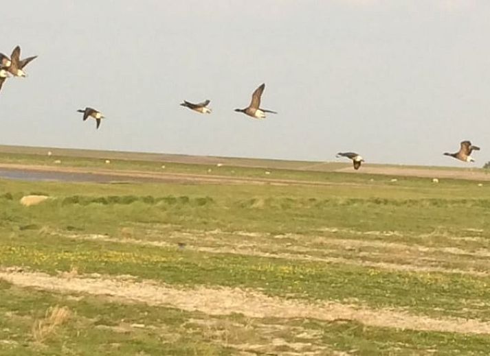 Uitzicht op Vakantiehuisje in Moddergat met een lammetje op het Friese platteland in Friesland.
