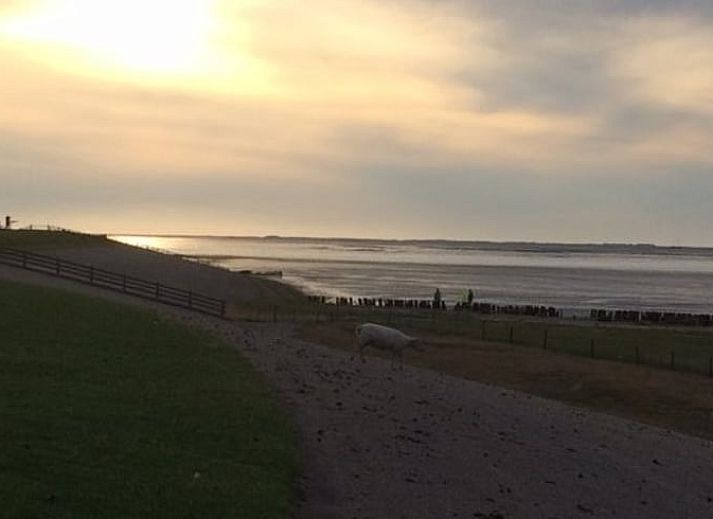 Uitzicht op Vakantiehuisje in Moddergat met een lammetje op het Friese platteland in Friesland.