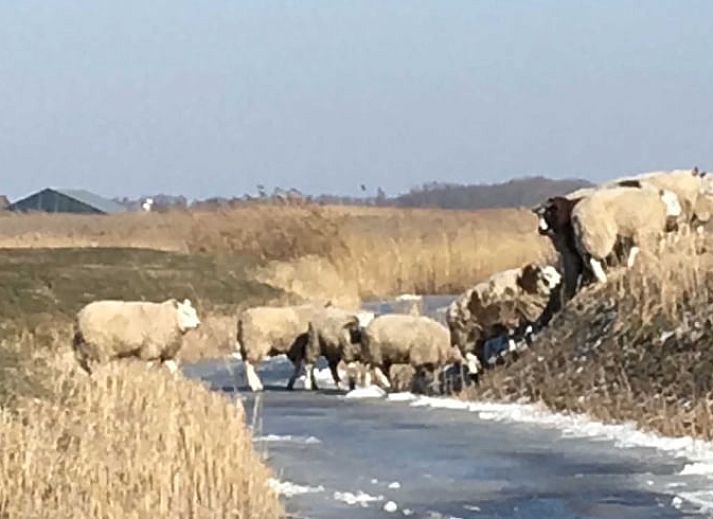 Vakantiehuis in Boer, Friesland, omgeven door groene weiden en schapen, biedt een rustiek verblijf op het Friese platteland.