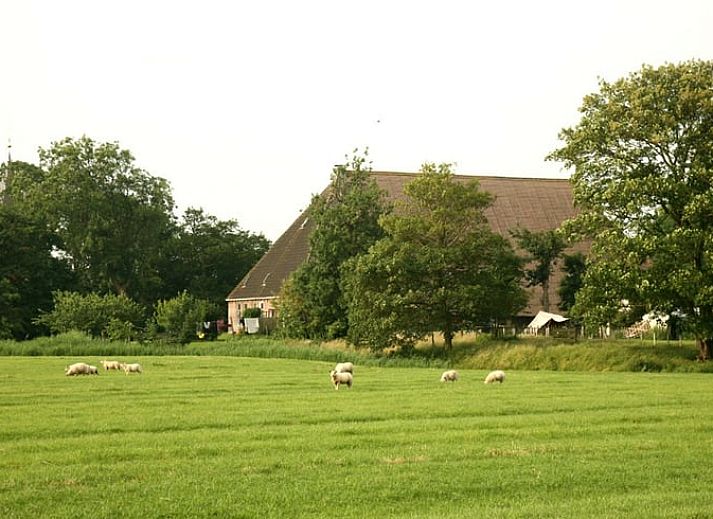 Vakantiehuis in Boer, Friesland, omgeven door groene weiden en schapen, biedt een rustiek verblijf op het Friese platteland.