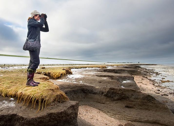 Huisje in Driezum, vakantiehuis in Friesland, verscholen tussen weelderig groen en rustieke charme.