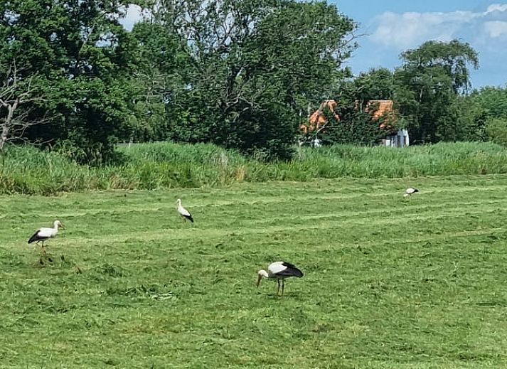 Vacation home in Bantega, Friesland with sunny garden and terrace, ideal for relaxation in the Frisian countryside.