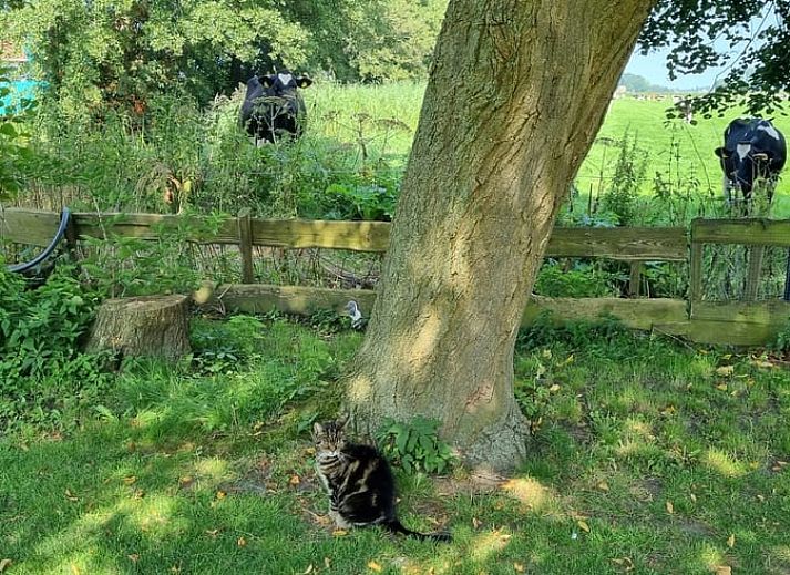 Enjoy wine on the terrace of Holiday Home in Bantega, Friesland, overlooking nature.