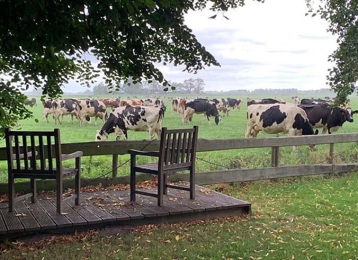 Storks in the fields around Holiday home in Bantega, Friesland, an idyllic spot in the Frisian countryside.