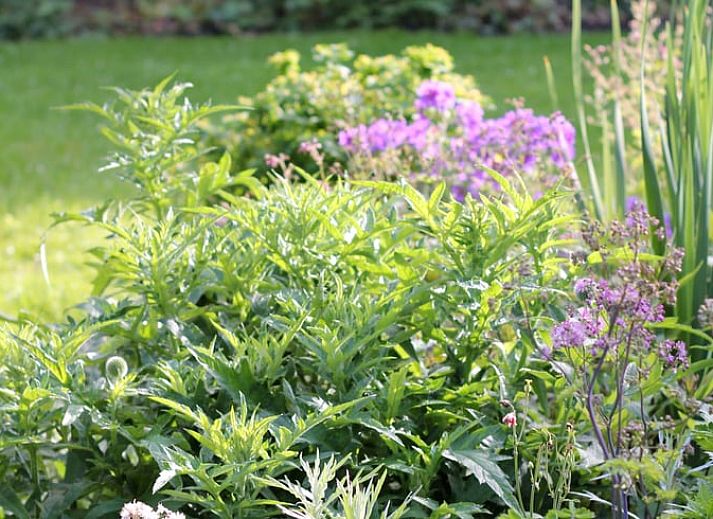 Guest house 2612301 - Holiday property Het Friese platteland - Vakantiehuis in Ferwert