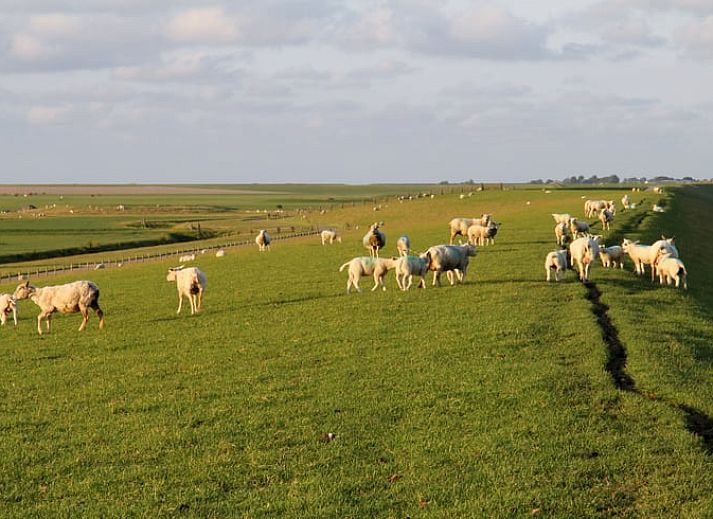 Guest house 2612301 - Holiday property Het Friese platteland - Vakantiehuis in Ferwert