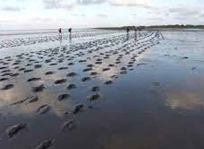 Guest house 2612301 - Holiday property Het Friese platteland - Vakantiehuis in Ferwert