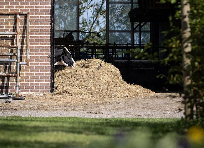 Woonkamer van Huisje in Greonterp met koeienmuurschildering en comfortabele zithoek, Friesland.