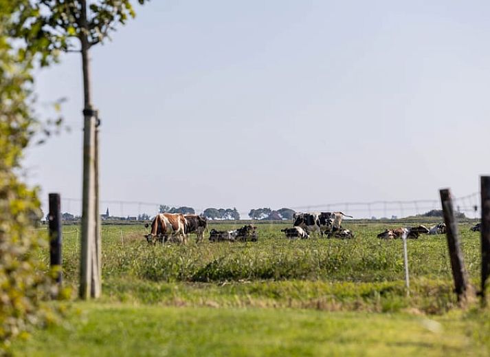 Woonkamer van Huisje in Greonterp met koeienmuurschildering en comfortabele zithoek, Friesland.