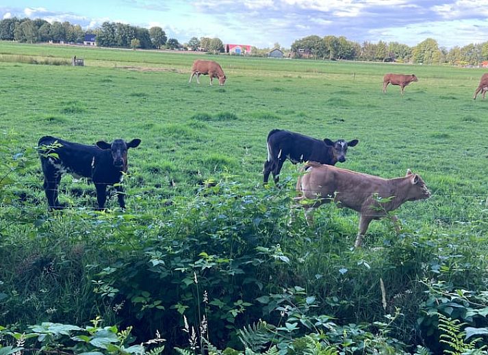 Rustic hiking trail next to Holiday home in Oldeholtpade, ideal for nature lovers in the Frisian countryside in Friesland.