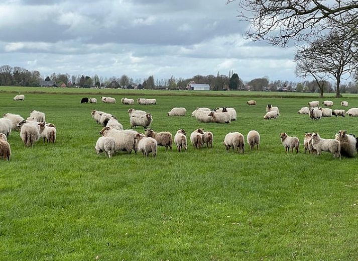 Rustic hiking trail next to Holiday home in Oldeholtpade, ideal for nature lovers in the Frisian countryside in Friesland.