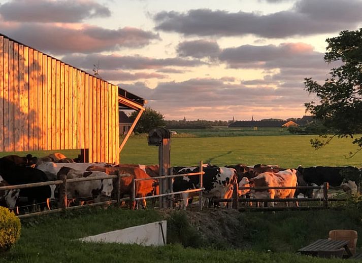 Guest house 2613003 - Holiday property Het Friese platteland - Huisje in Wijnaldum