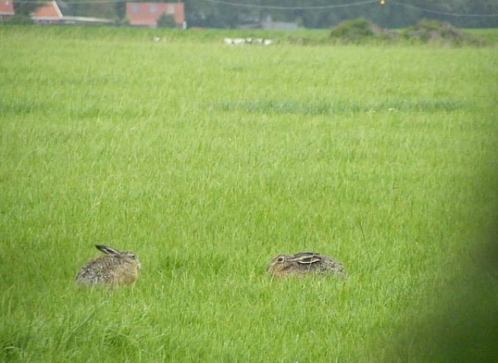 Guest house 2613003 - Holiday property Het Friese platteland - Huisje in Wijnaldum