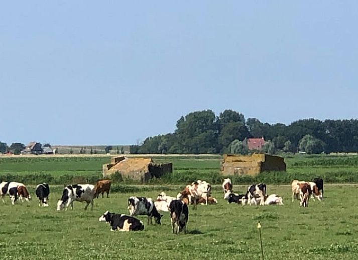 Guest house 2613003 - Holiday property Het Friese platteland - Huisje in Wijnaldum