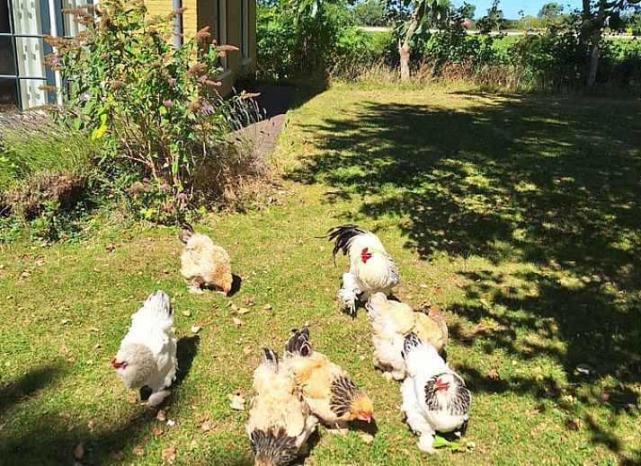 Gemuetliches Wohnzimmer in Cottage in Wijnaldum, Ferienhaus in der friesischen Landschaft.