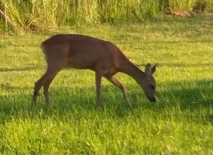 Dekorative Vase mit Blumen in Cottage in Wijnaldum, Ferienhaus in Friesland.