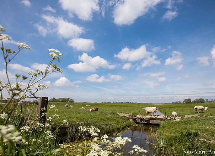 Unterkunft 2613103 - Ferienhaus Het Friese platteland - Vakantiehuisje in Oostrum/Dokkum