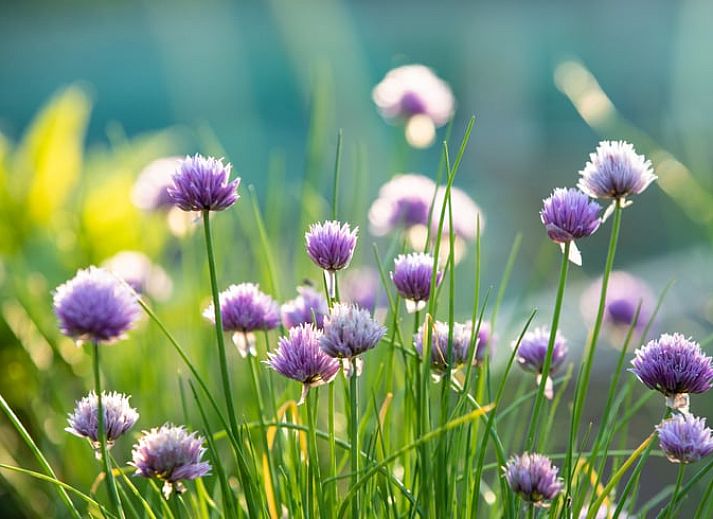 Unterkunft 2613103 - Ferienhaus Het Friese platteland - Vakantiehuisje in Oostrum/Dokkum