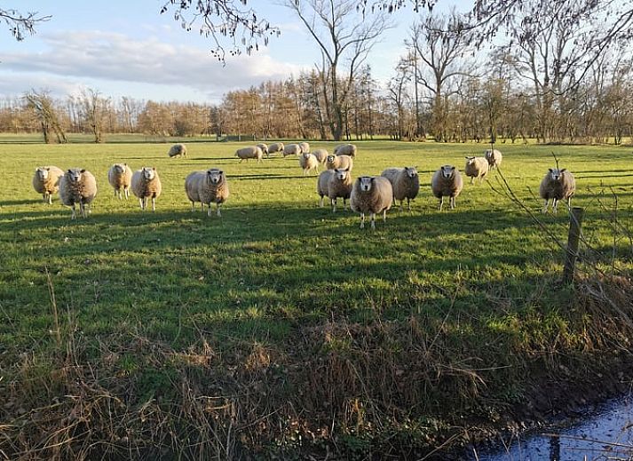 Stijlvolle zithoek in Huisje in Kootstertille, vakantiehuis op het Friese platteland, met moderne decoratie en sfeerverlichting.