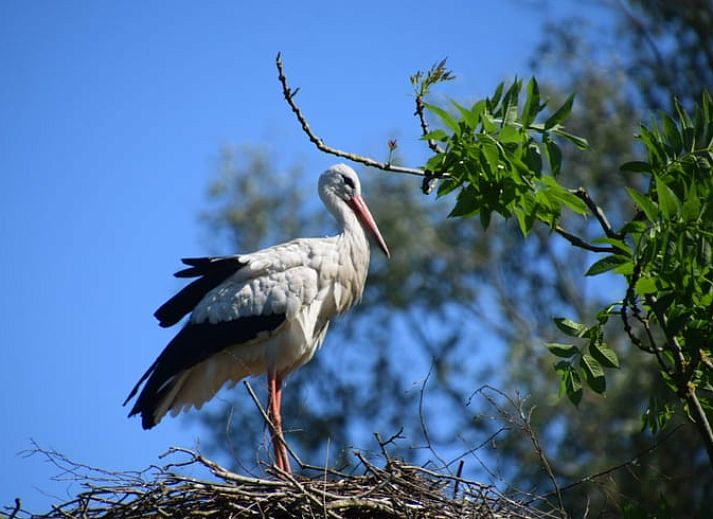Vakantiehuisje in Munnekeburen, Friesland met ooievaar in de omliggende natuur op het Friese platteland.
