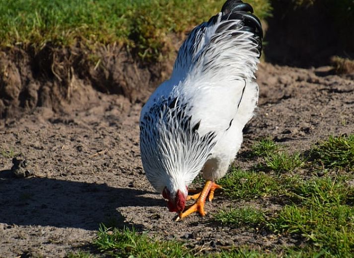 Moderne keuken in Vakantiehuisje in Munnekeburen, Friesland met houten werkblad en kleurrijke tegels.