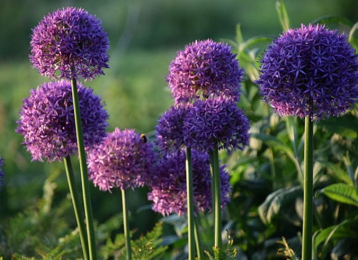 Gezellige slaapkamer in Vakantiehuisje in Munnekeburen, Friesland met comfortabele bedden en kleurrijke kussens.