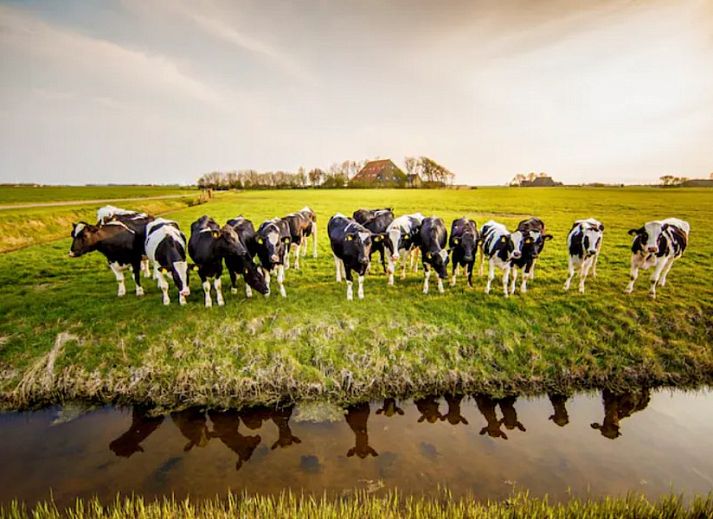 Unterkunft 261401 - Ferienhaus Het Friese platteland - Recreatieboerderij Slachtehiem