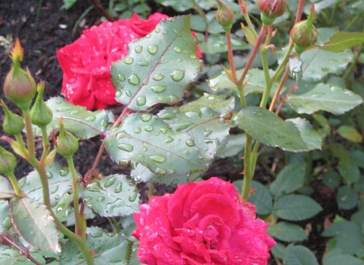 Unterkunft 2614302 - Ferienhaus Het Friese platteland - Huisje in Drogeham