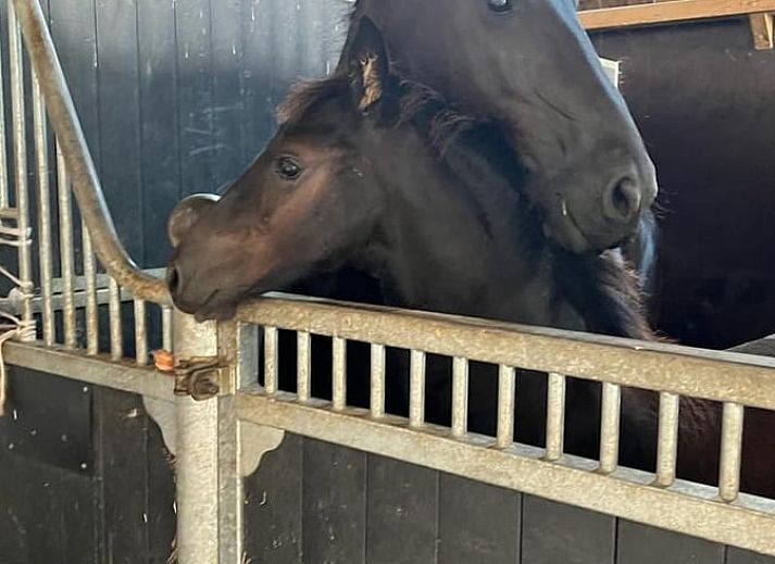 Prachtige natuur rondom Huisje in Wytgaard, vakantiehuis in Friesland met grazende paarden.
