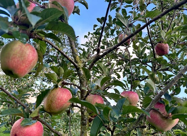 Zijaanzicht van het vakantiehuis in Surhuisterveen te midden van het groene Friese platteland.