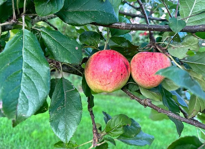 Zijaanzicht van het vakantiehuis in Surhuisterveen te midden van het groene Friese platteland.