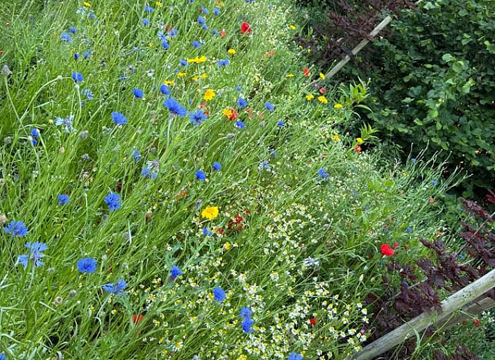 Zijaanzicht van het vakantiehuis in Surhuisterveen te midden van het groene Friese platteland.