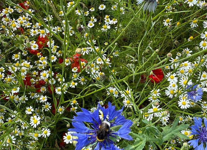 Zonnige terrasruimte bij Huisje in Surhuisterveen op het Friese platteland, Friesland.