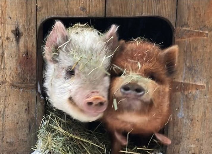 Dining area in vacation home Cottage in Goenga with wooden table and country style in Friesland.