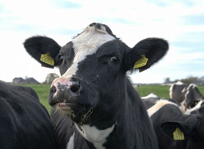Comfortabele slaapkamer in Vakantiehuisje in Feanwalden, Friesland met houten interieur.