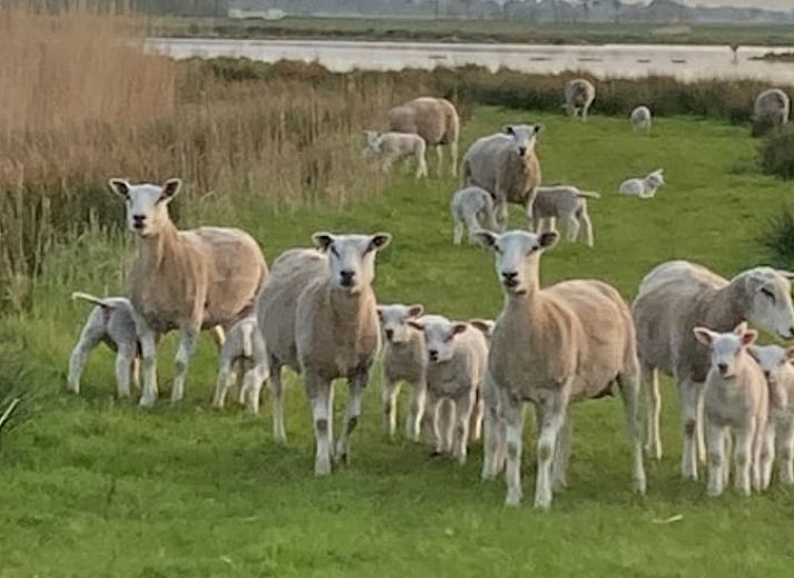 Ruime binnenruimte van Vakantiehuisje in Feanwalden met eethoek en slaapgedeelte.
