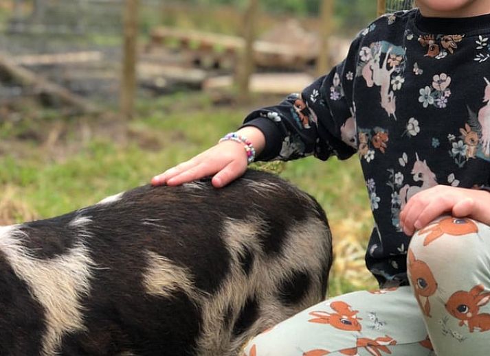 Guest house 2617012 - Holiday property Het Friese platteland - Vakantiehuis in veenwouden