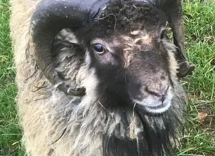 Offene Kueche im Ferienhaus in Klooster Lidlum mit laendlichem Charme und Blick auf Klooster-Lidlum, Friesland.