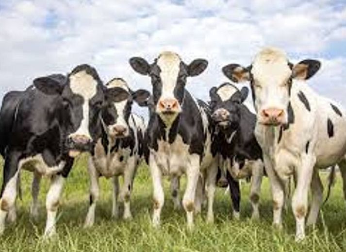 Unterkunft 2618102 - Ferienhaus Het Friese platteland - Vakantiehuisje in Ouwster-Nijega