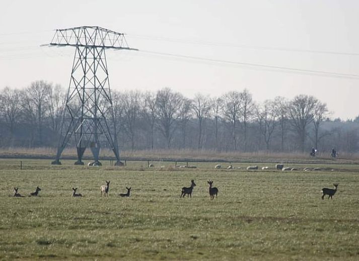 Unterkunft 2618102 - Ferienhaus Het Friese platteland - Vakantiehuisje in Ouwster-Nijega