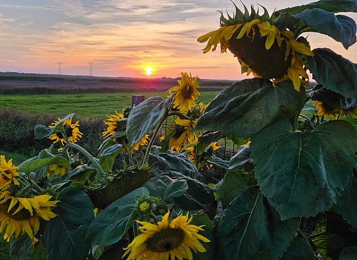 Unterkunft 2618102 - Ferienhaus Het Friese platteland - Vakantiehuisje in Ouwster-Nijega