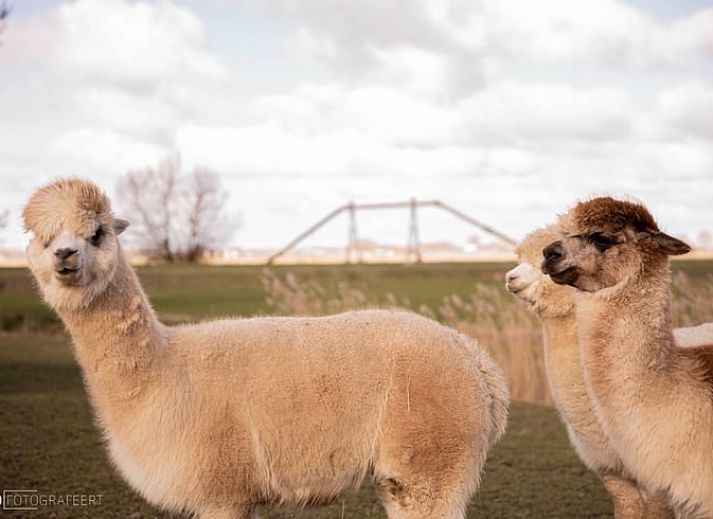 Gezellig terras bij Vakantiehuis in Sexbierum, perfect voor ontspanning in de rustige Friese natuur.