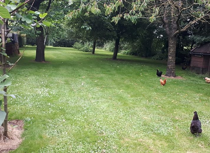 Unterkunft 2619601 - Ferienhaus Het Friese platteland - Huisje in Gersloot