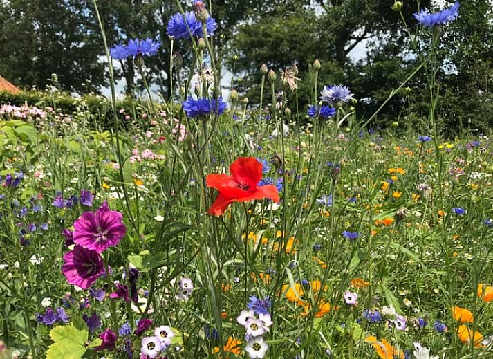 Uitzicht vanuit Vakantiehuis in De Hoeve over het Friese platteland, met moderne stoelen op het terras.