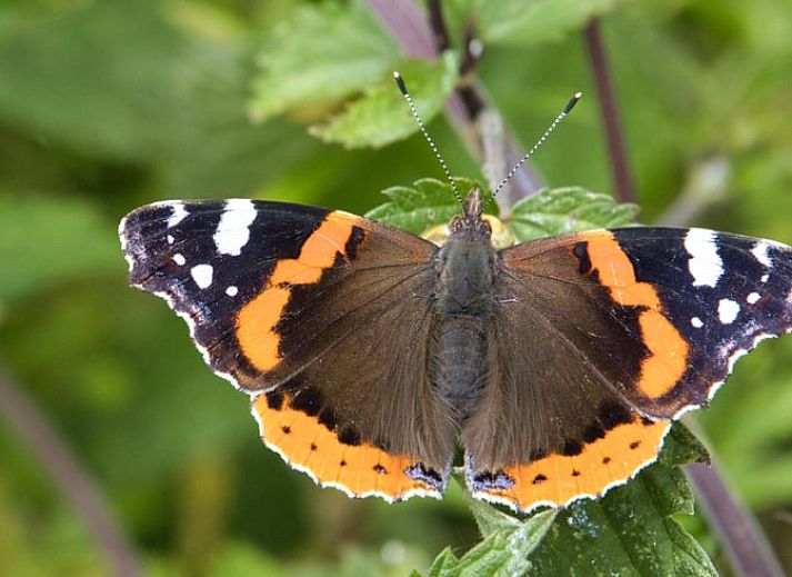 Moderne badkamerfaciliteiten in Vakantiehuisje in Jislum, een comfortabel verblijf op het rustige Friese platteland.