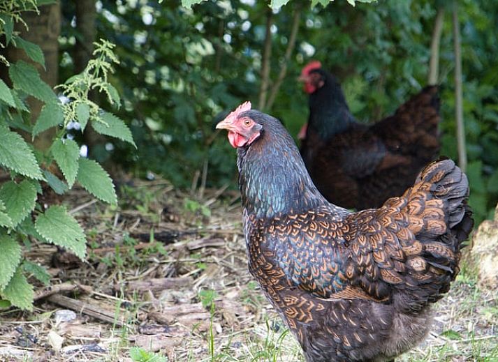 Gezellige binnenruimte van Vakantiehuisje in Jislum met comfortabele stoelen, ideaal voor ontspanning in Friesland.