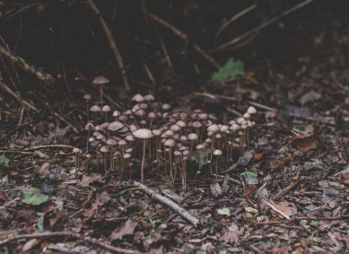 Unterkunft 2620801 - Ferienhaus Het Friese platteland - Vakantiehuis in Nieuwehorne